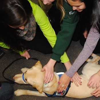 Therapeutic Dogs Bring Smiles Back to Hopkinton High School 