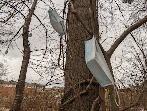 Masks hang on tree branches in the woods next to a path leading to the high school.